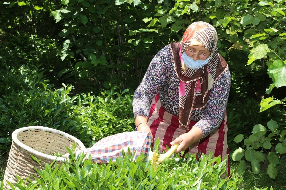 Fındık diyarı Ordu’nun yeni çay markası: 
