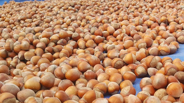 Fındık fiyatı düştükçe düşüyor