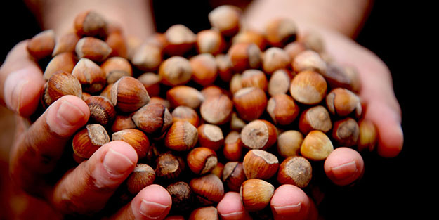 Fındık fiyatı düşüşe geçti