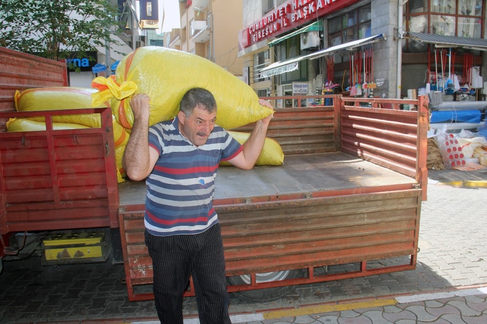 Fındık fiyatı düşüşünü sürdürüyor 