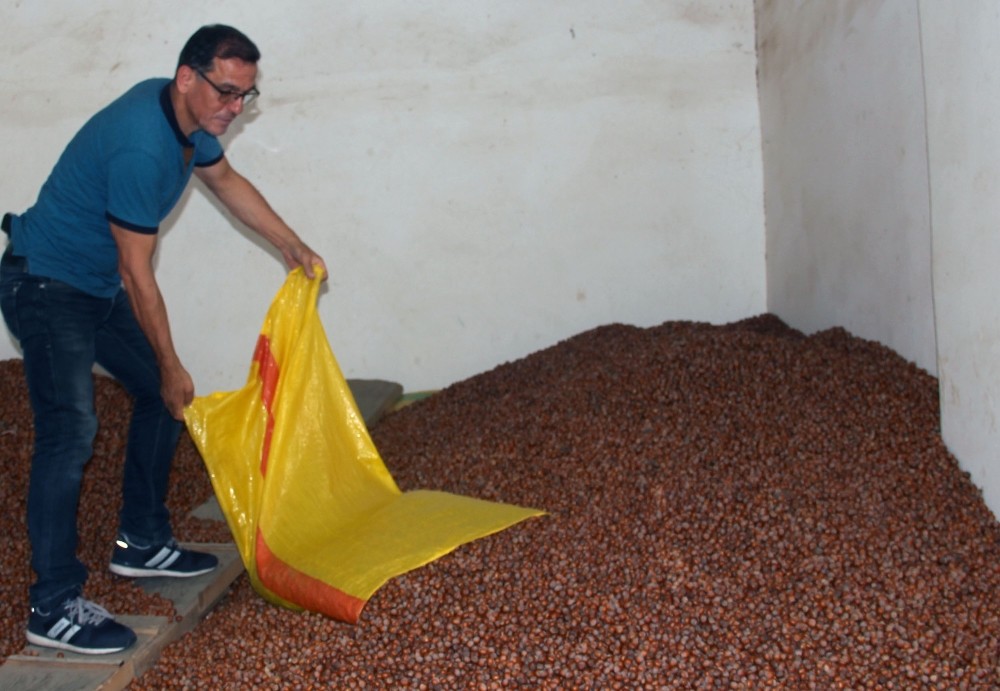 Fındık fiyatı haftaya düşüşle başladı 