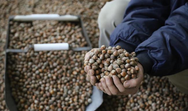 Fındık fiyatı yükselişe geçti