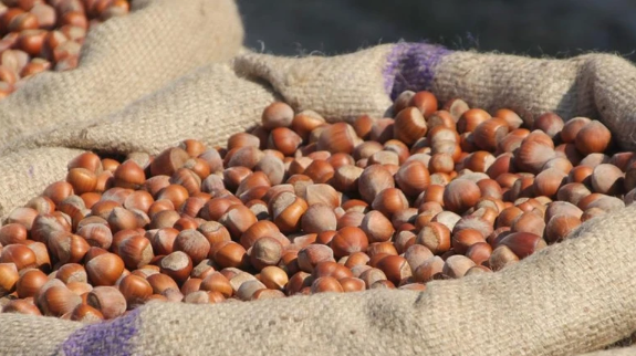 Fındık fiyatları yeniden yükseldi