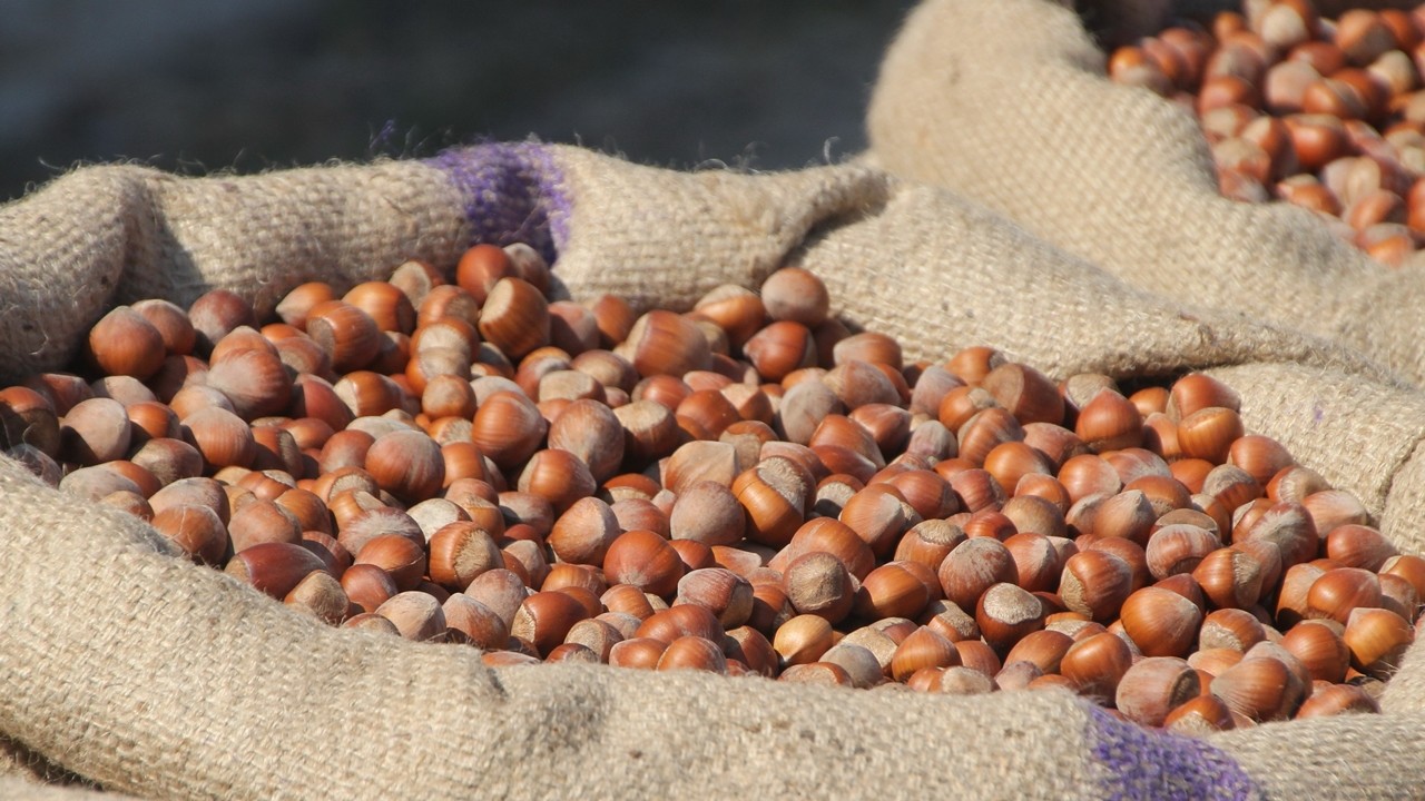 Fındık fiyatları yükseliyor! Çarşamba’da fiyatlar 140 TL’ye dayandı