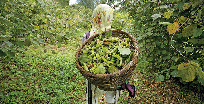 Fındık fiyatlarına TMO müdahalesi geliyor