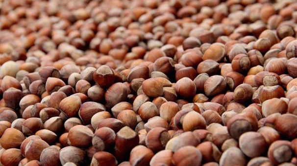 Fındık fiyatlarında spekülasyon uyarısı