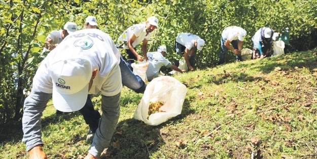 Fındık göçü Karadeniz'DE vakaları patlattı - Vimarsana News