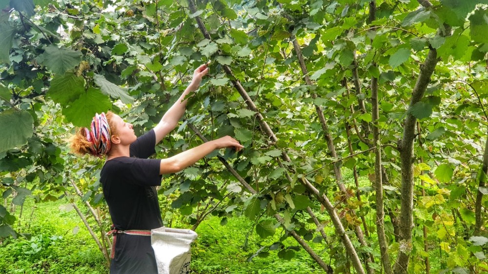 Fındık hasadında böcek ısırmalarına dikkat 