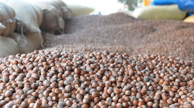 Fındık ihracatçı sayısı düştü