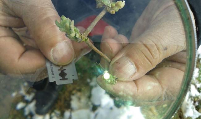 Fındık ihracatçıları don tespiti için sahaya indi