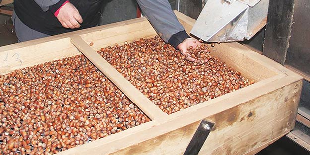 Fındık ihracatçısı rotayı Hindistan’a çevirdi