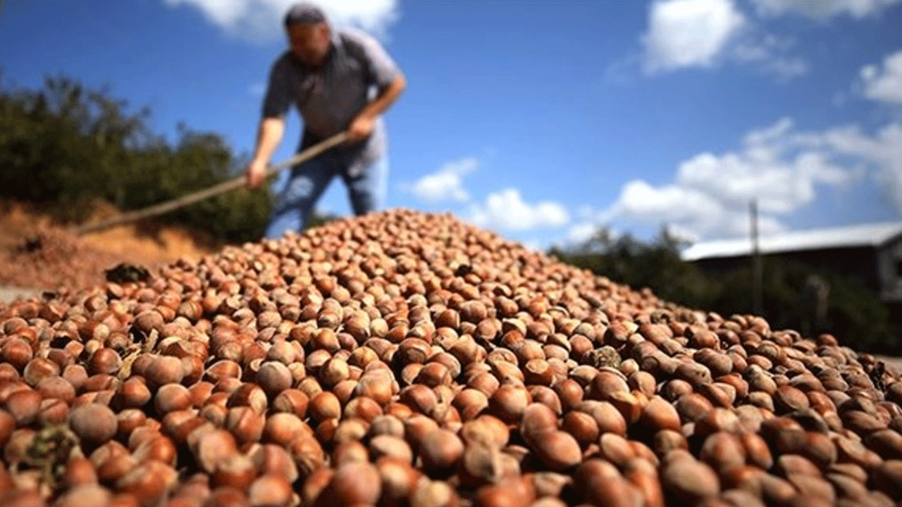 Fındık ihracatında rekor! 2,5 milyar dolarlık dev gelir