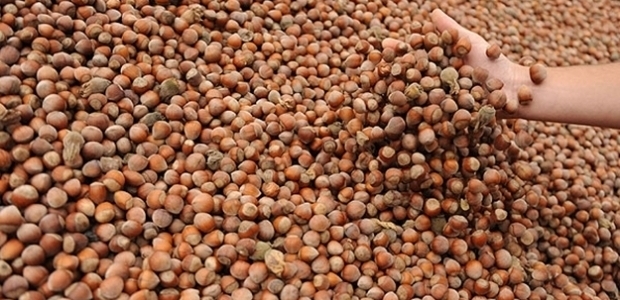 Fındık ihracatından 1 milyar 306 milyon gelir