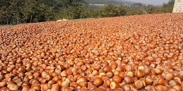 Fındık ihracından 18,6 milyar dolar gelir
