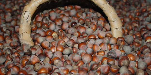 Kanserin ilacı fındık kabuğunda