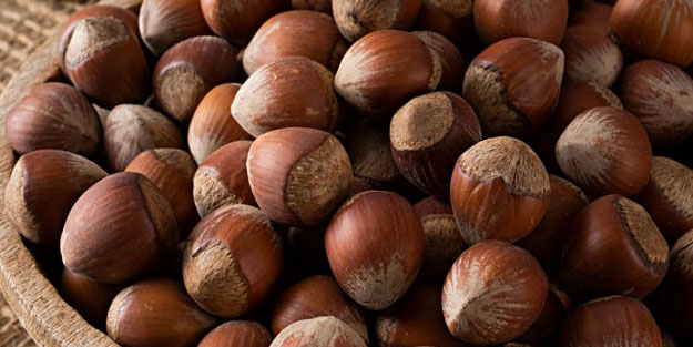 Fındık kabuğu şifa saçıyor! Kenser ilaçlarının ham maddesini barındırıyor