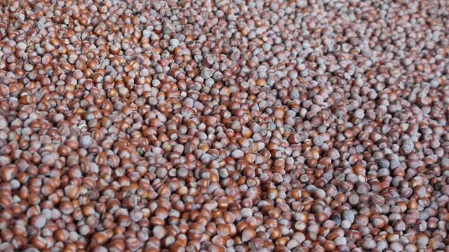 Fındık konusunda tüm bilgiler üreticinin cebine girecek