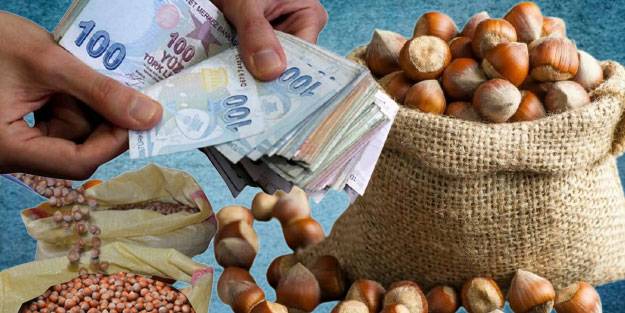 Fındık paraları yattı mı? Fındık parası ne zaman yatacak 2021?