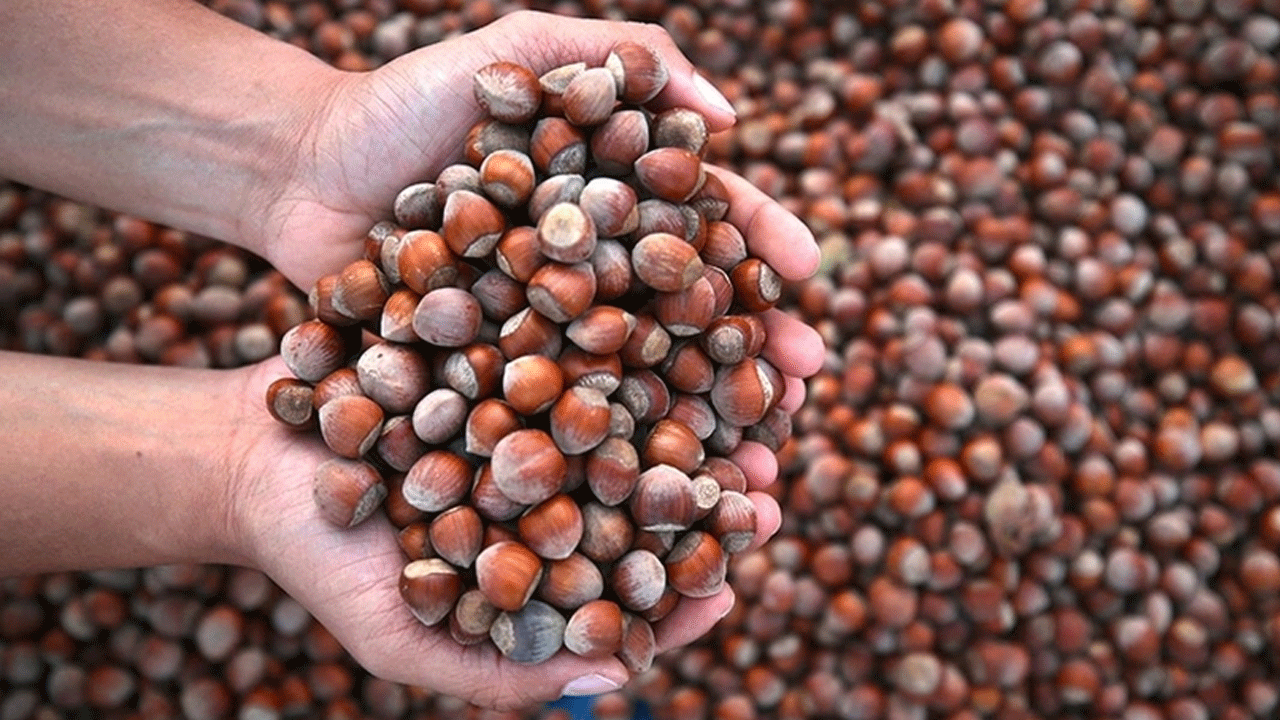 Fındık piyasasındaki dalavereye rekabet kurumu el koydu