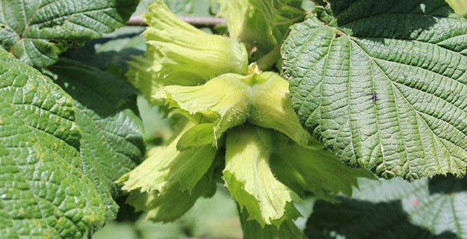 Fındık rekoltesinde ilk tahminler belli oldu
