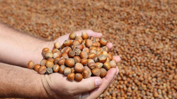 Fındık sezona 8.50 liradan başladı