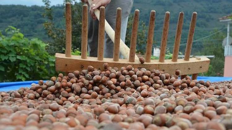 Fındık, tarım işçilerinin yüzünü güldürdü