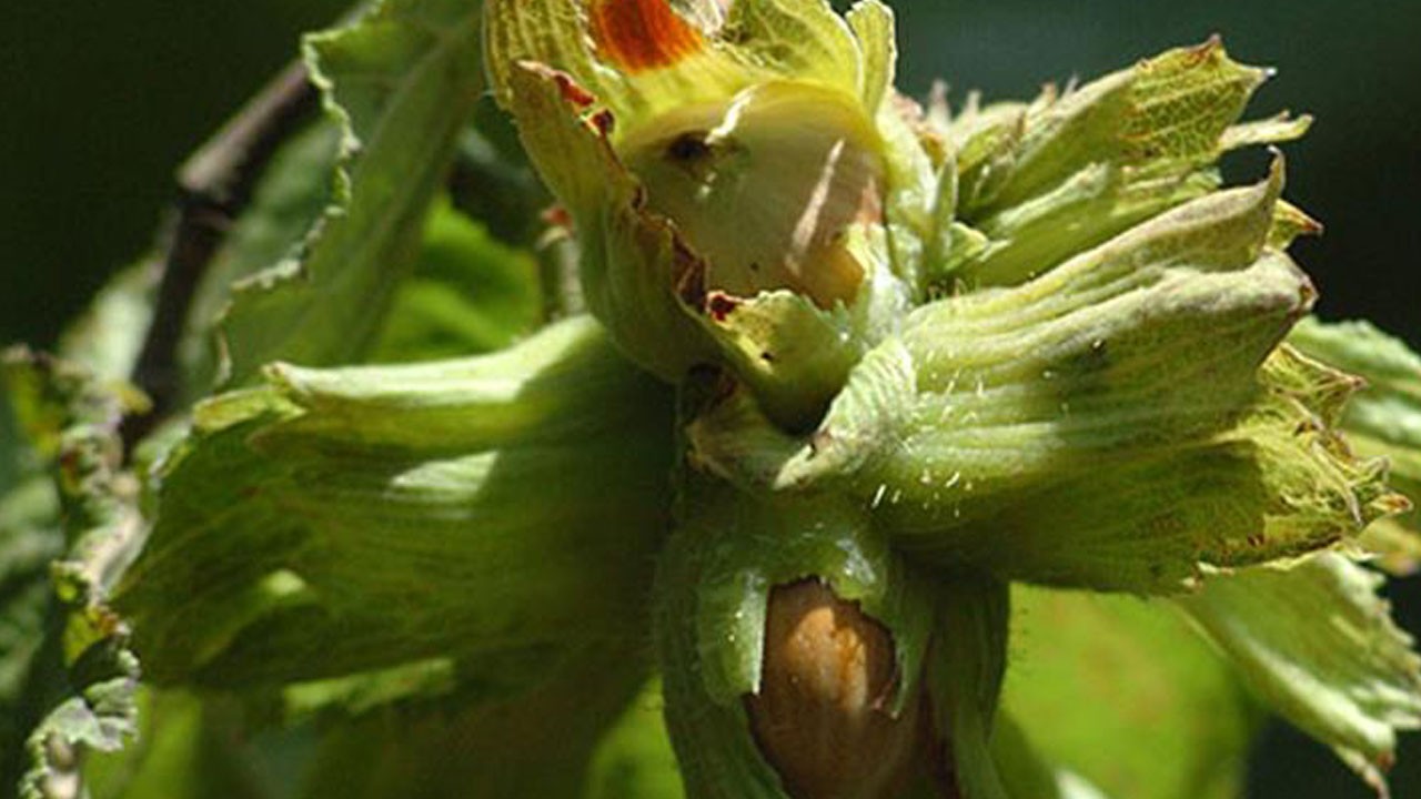 Fındık tarımında tehlike çanları!