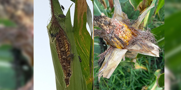 Fındık tarlalarından sonra bu kez de mısır bahçelerini esir aldı!