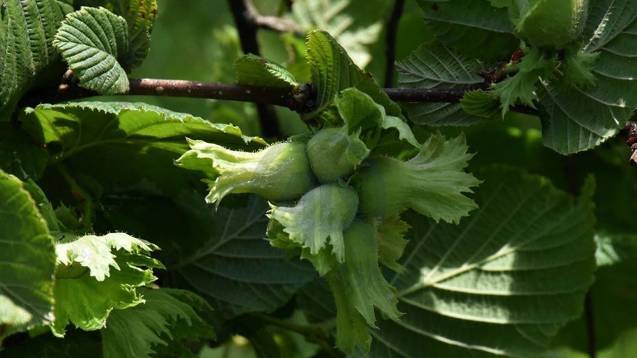 Fındık toplamaya gitti hayatını kaybetti