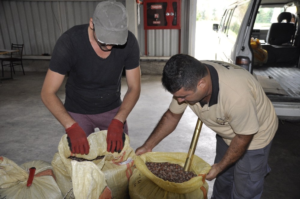 Fındık ‘turfanda’ dönemine girdi, 1 lira geriledi 