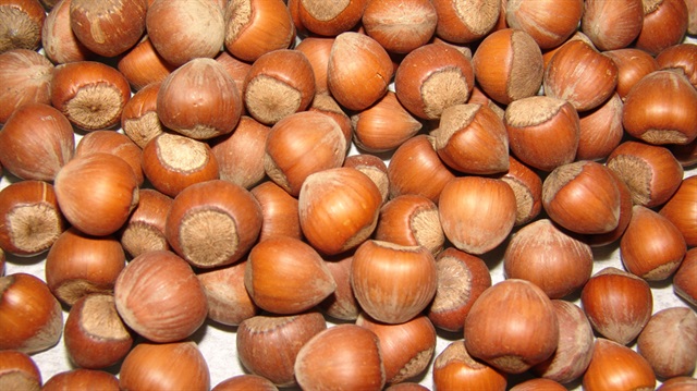 Fındık üreticileri 2017'den umutlu