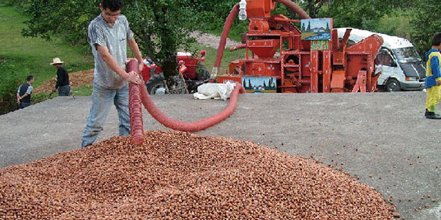 Fındık üreticileri emeklerine bekçilik ediyor!