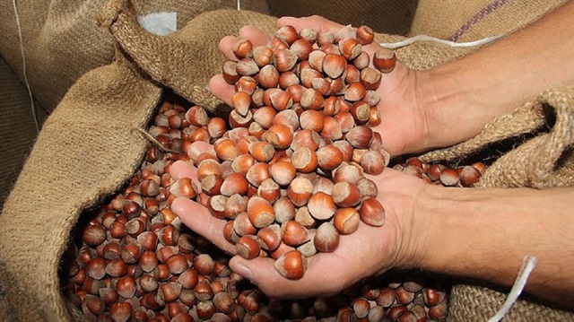 Fındık üreticilerine alan bazlı gelir desteği geliyor