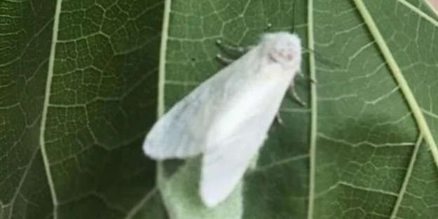 Fındık üreticilerine "Amerikan beyaz kelebeği" uyarısı