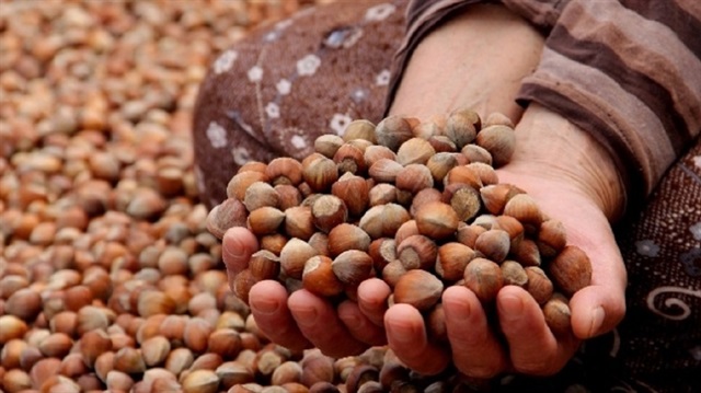 Fındık üreticilerine destek müjdesi