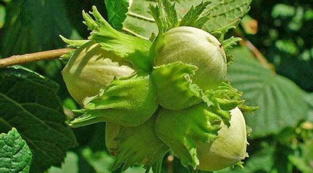 Fındık üreticilerine ilaçlama uyarısı