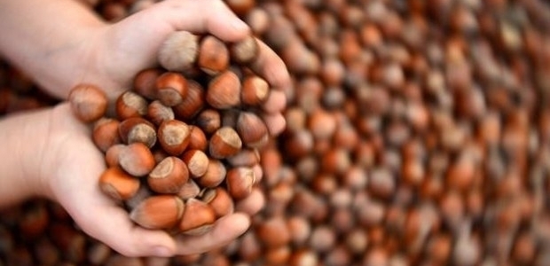 Fındık üreticilerine kritik uyarı