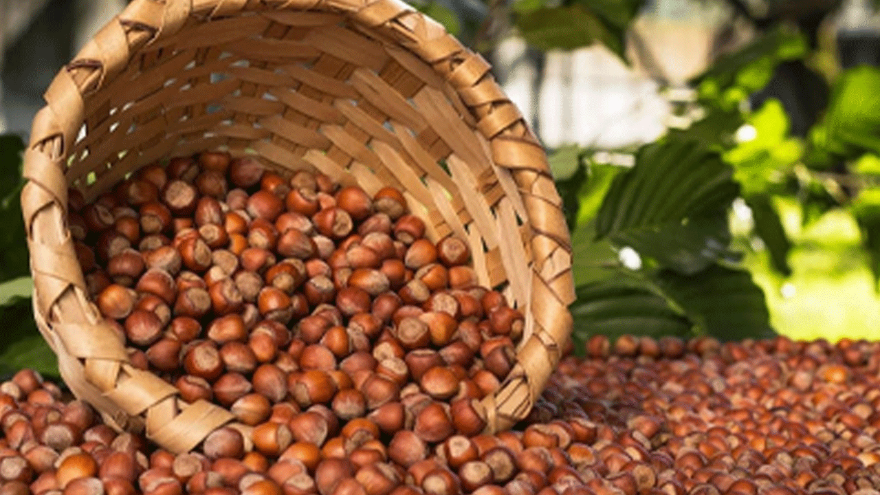 Fındık üreticilerine önemli uyarı! Doğru gübreleme verimi artırıyor