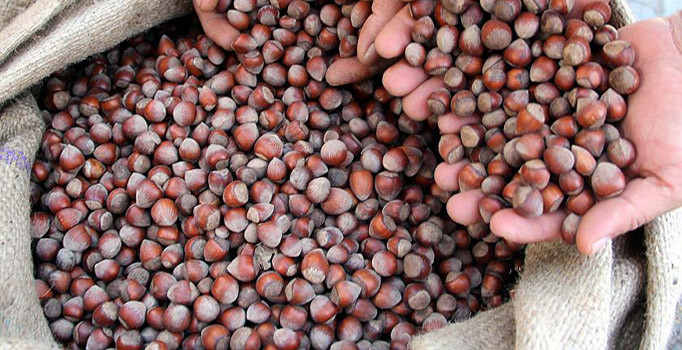 Fındık üreticilerine önemli uyarı