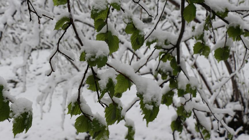 Fındık üreticilerine zirai don uyarısı
