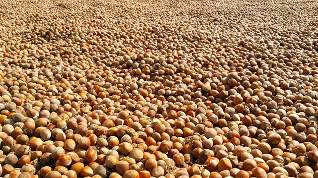 Fındık üreticilerinin yüzü gülecek