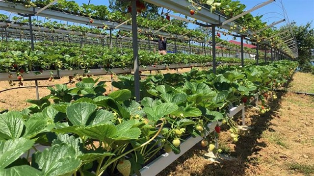 Fındık üreticisi hedef değiştirdi