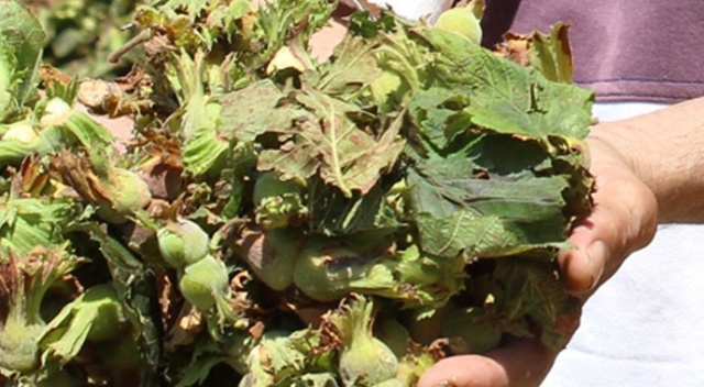 Fındık üreticisine destek teklifi