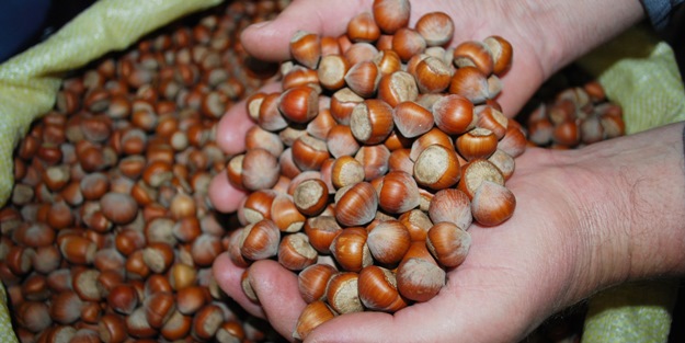 Fındık üreticisine müjde!