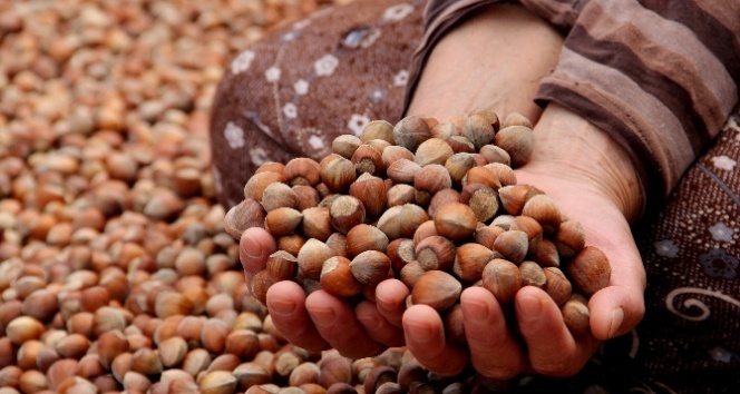 Fındık üreticisine fiyat sürprizi