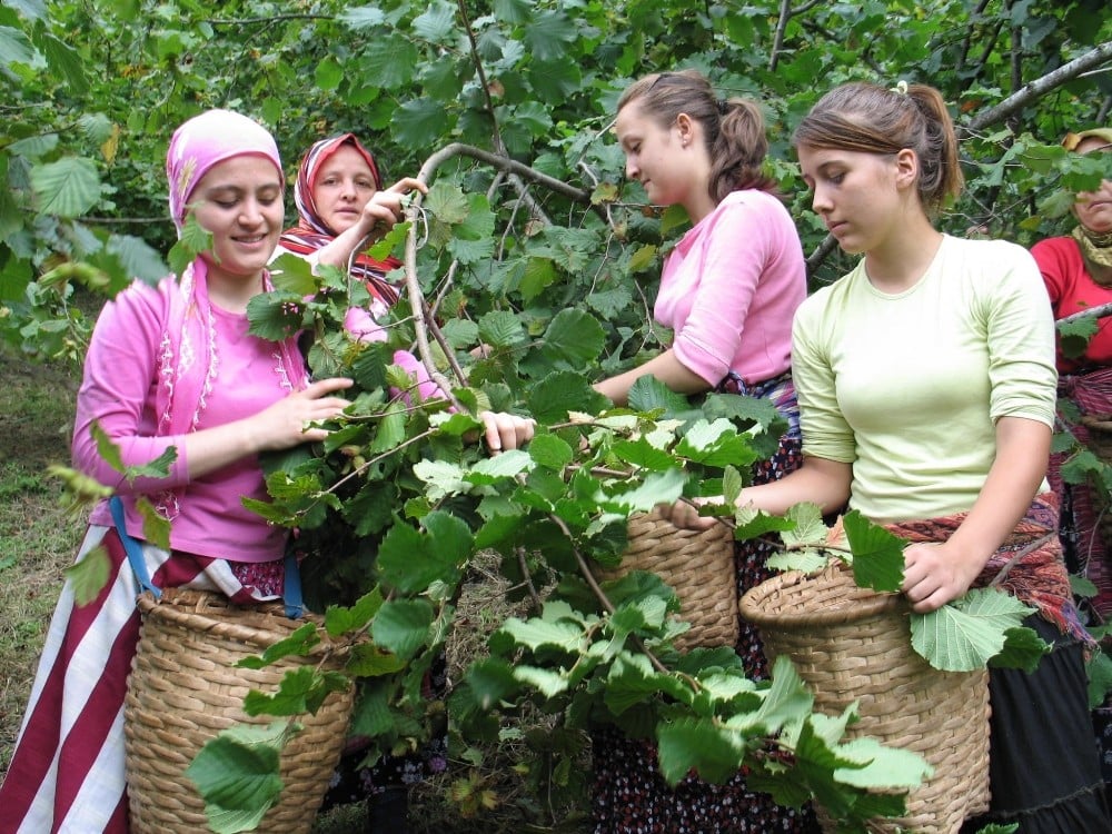 Fındık üreticisine hasat uyarısı 