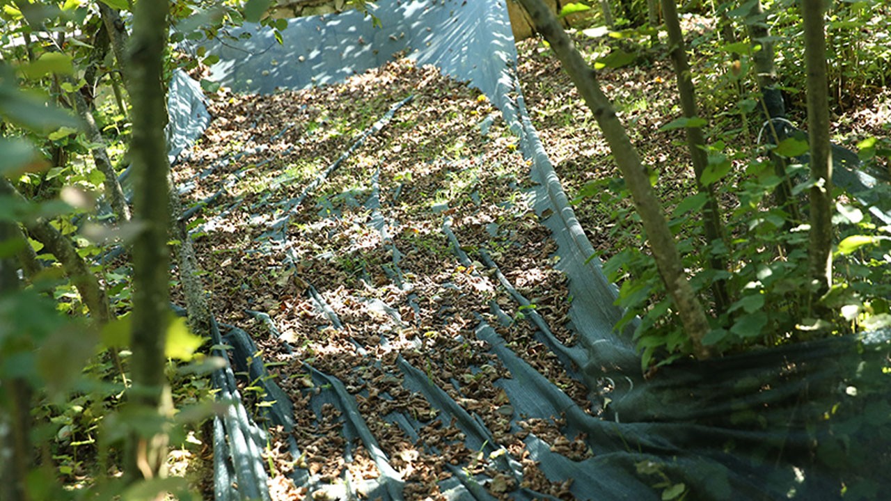 Fındık üreticisine müjde! File sistemine yüzde 50 hibe desteği