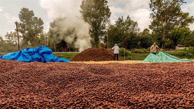 Fındık üreticisine sekiz yılda 6 milyar lira destek