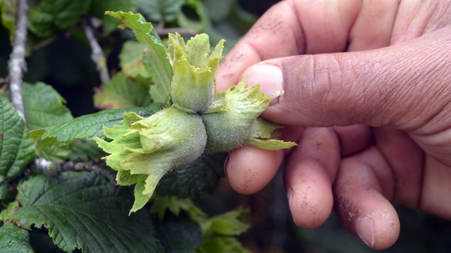 Fındık üreticisinin yüzü alan bazlı yardımla gülüyor