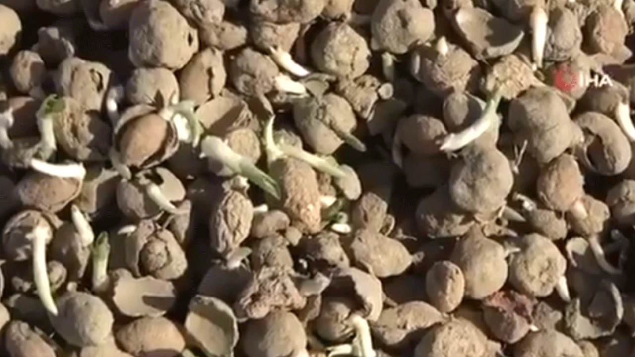 Fındık yerine bunu eken paraya para demiyor!